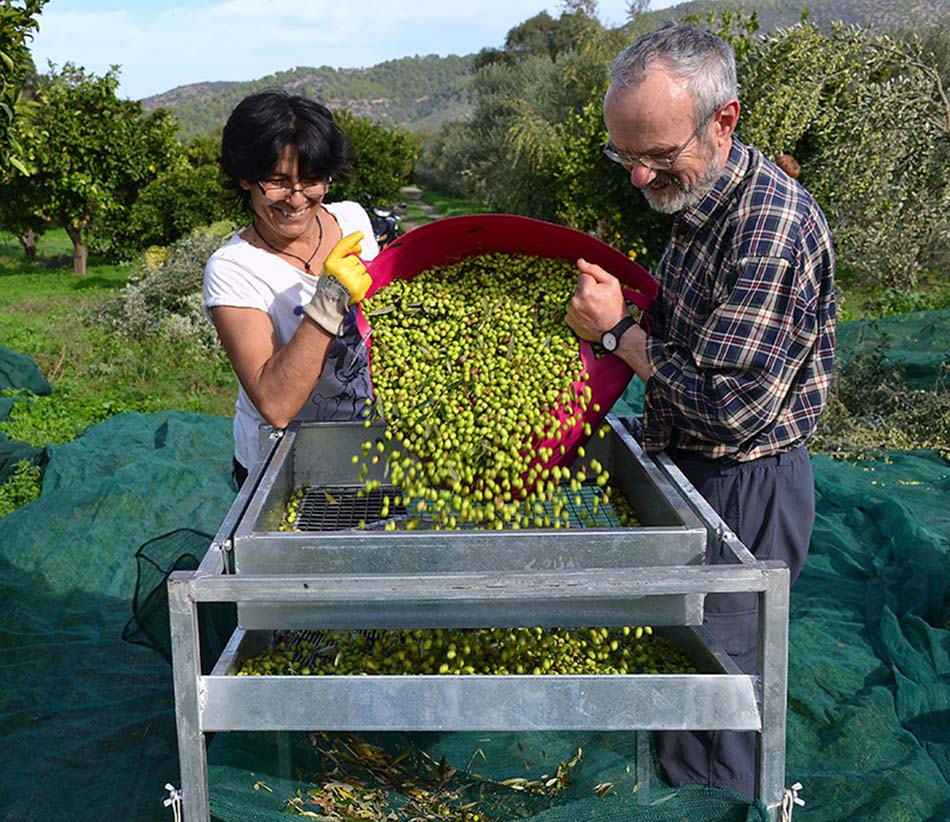 Olive Picking Week
