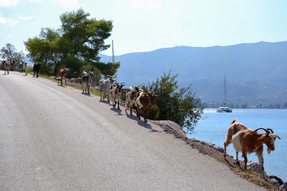 The goats of Poros