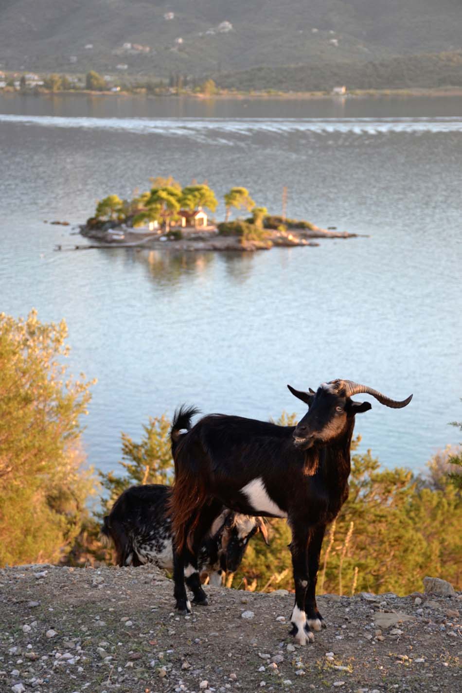 The goats of Poros